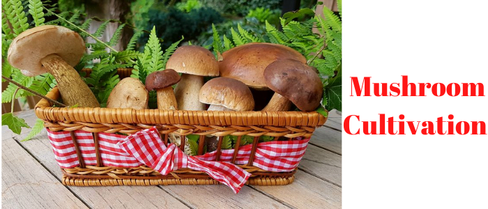 Mushroom Cultivation best low business ideas 